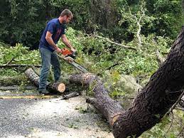 Best Tree Risk Assessment  in Spring House, PA